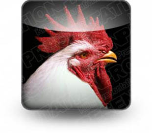 Download sth rooster b PowerPoint Icon and other software plugins for Microsoft PowerPoint