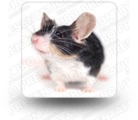 Mouse 01 Square PPT PowerPoint Image Picture