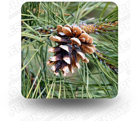 Pine Cone 01 Square PPT PowerPoint Image Picture