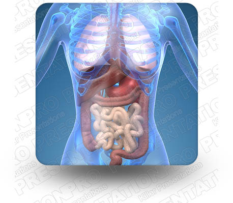 Anatomy Organs 01 Square PPT PowerPoint Image Picture