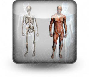 Download male anatomy b PowerPoint Icon and other software plugins for Microsoft PowerPoint