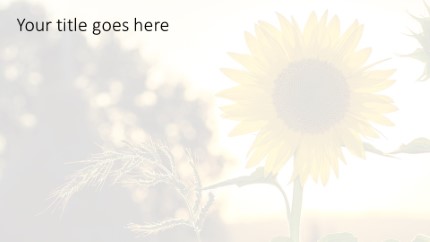 Sun Flower Bloom Widescreen PowerPoint Template text slide design